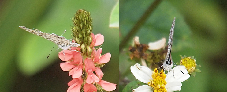 [Two photos spliced together. On the left the butterfly faces away from the camera and the wings are together forming a slice above the body with an antenna poking from either side. The antenna have a white tip on the blue-black bulb end. The butterfly is perched on a light red flower with a green stem tip. On the right the butterfly is perched on the white petals of a flower with a yellow center. Its large blck eyes are visible above the tuffs of white on its stomach. The wings are together directly above the head and only a small sliver of pattern is visible on the left side. Its antenna are flopped almost appearing to be another set of legs. ]